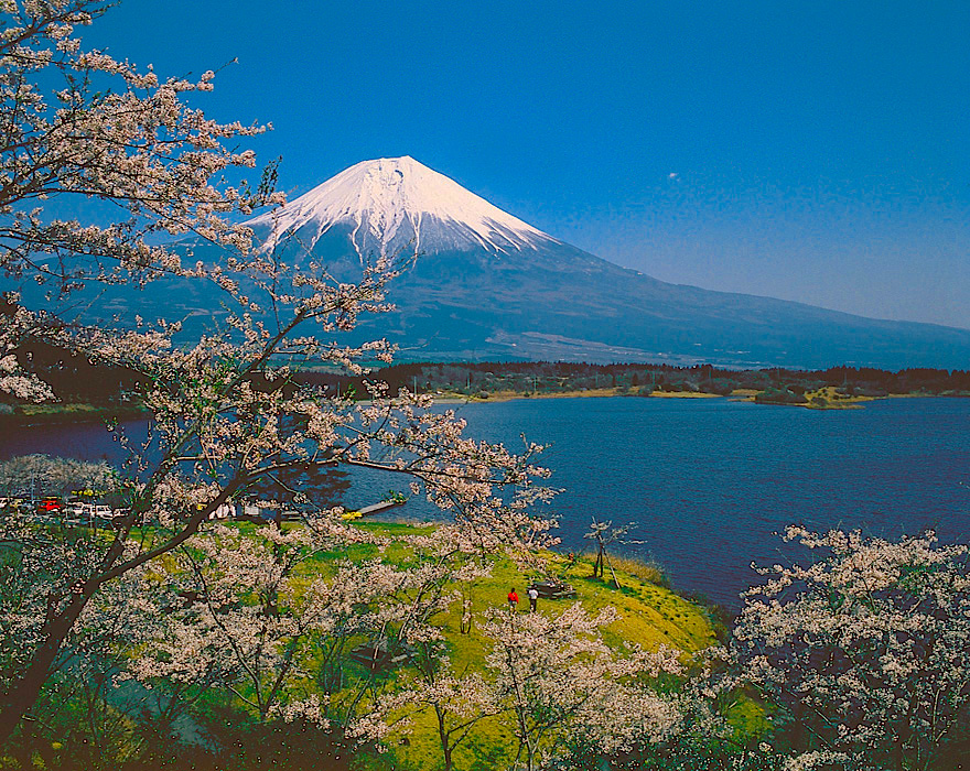 田貫湖の桜と富士山