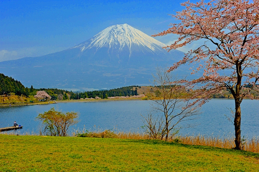 田貫湖畔は知る人ぞ知る桜の名所