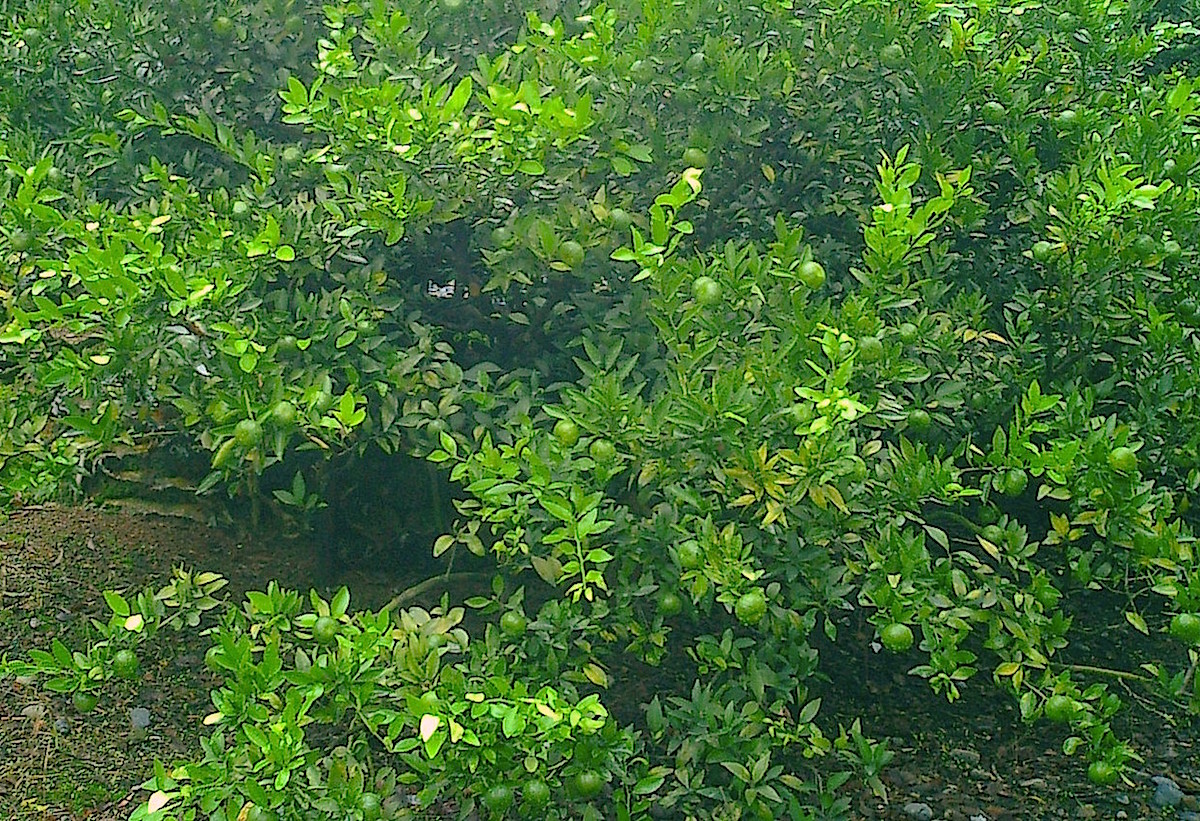 ieyasumikan