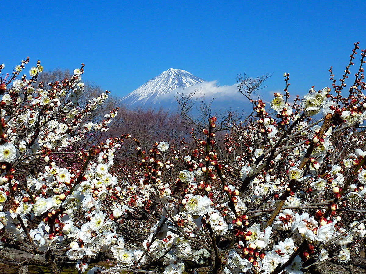 岩本山公園の梅園から眺める富士山