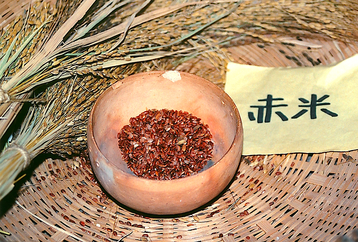 登呂博物館に展示される古代米（赤米）