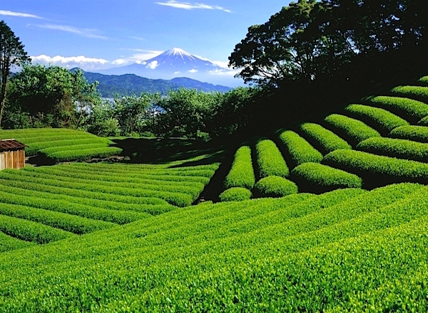 茶畑越しの富士山が定番の絶景シーン