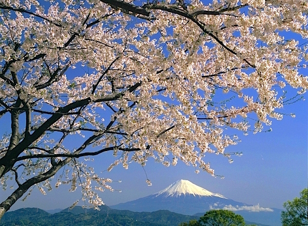 春は桜も開花