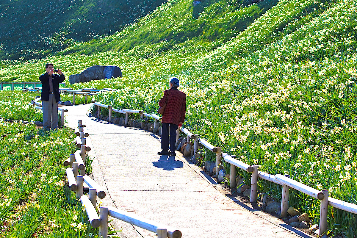 遊歩道を歩きながら水仙観賞