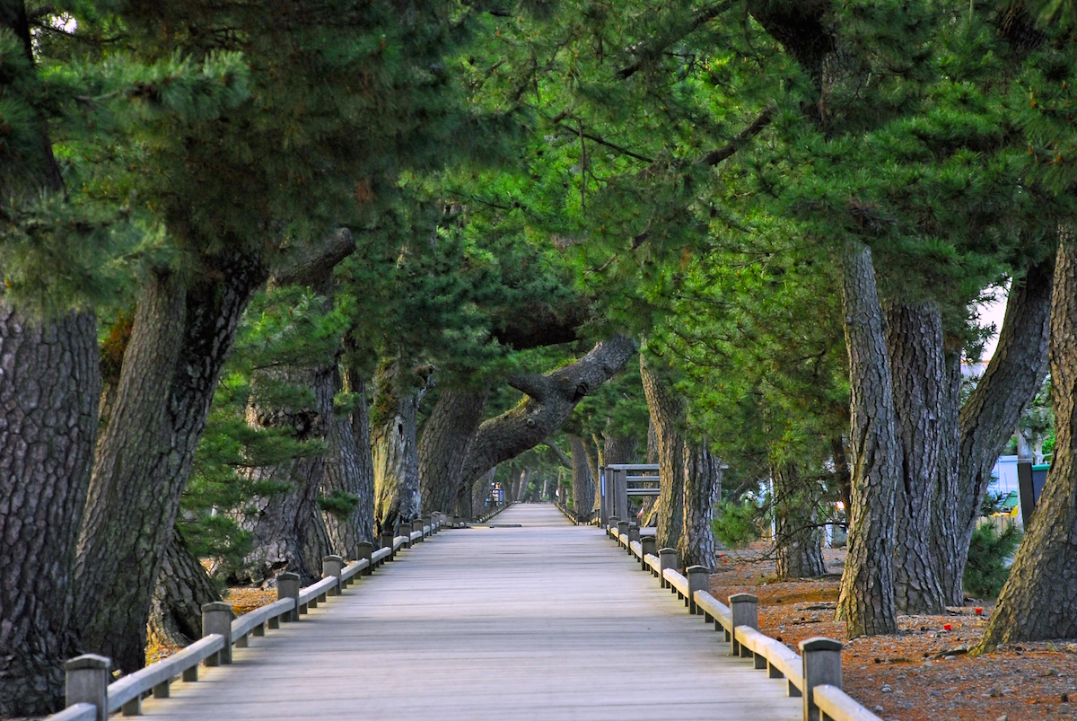 羽衣の松と御穂神社を結ぶ「神の道」