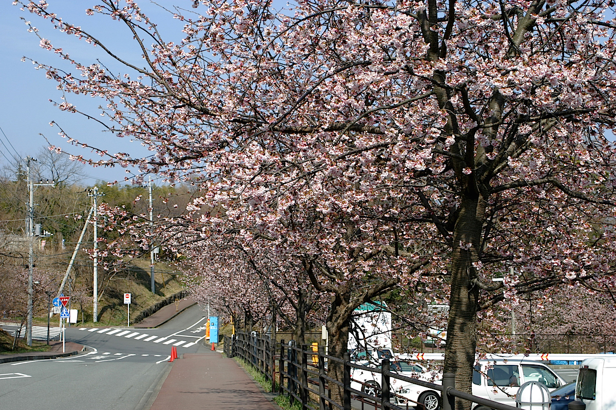 ソメイヨシノよりひと足早く咲く、伊豆高原の大寒桜