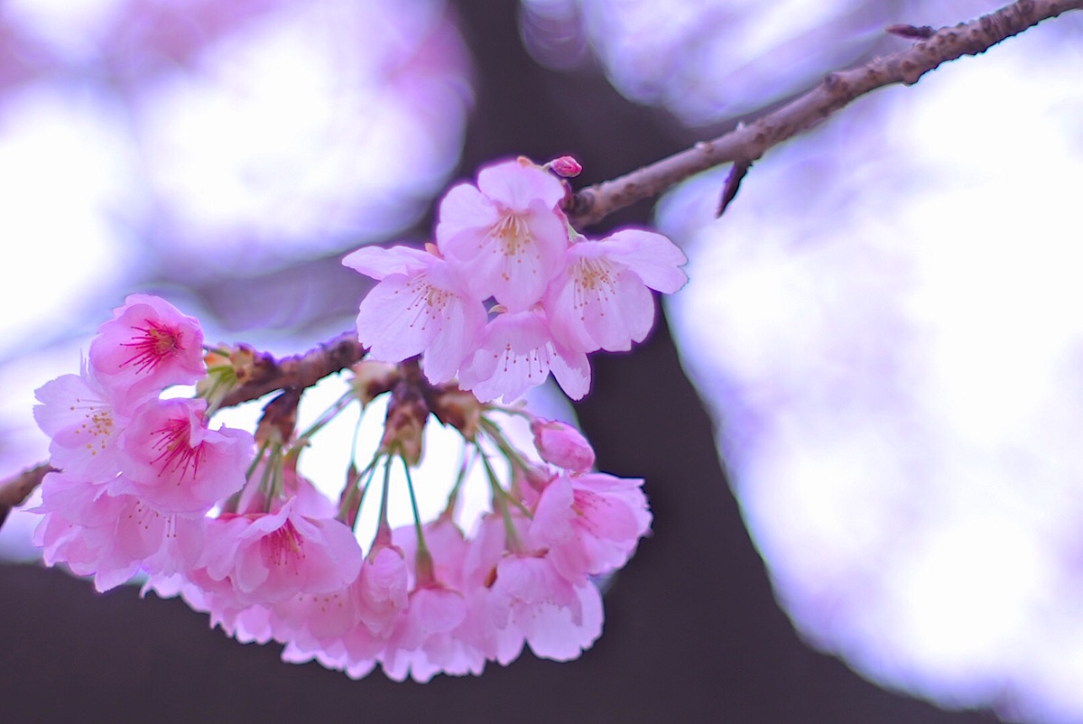 大寒桜（安行桜）