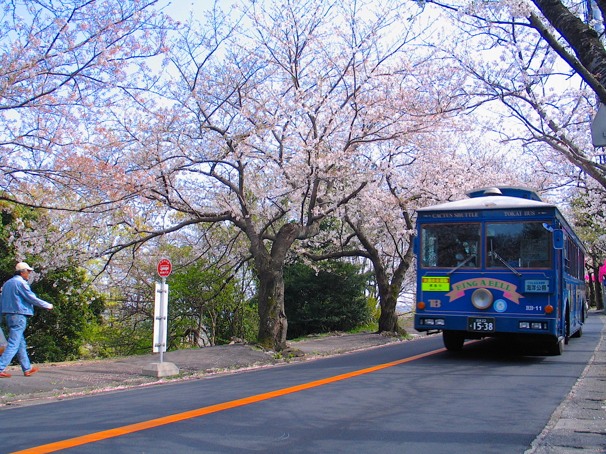 sakuranamiki02