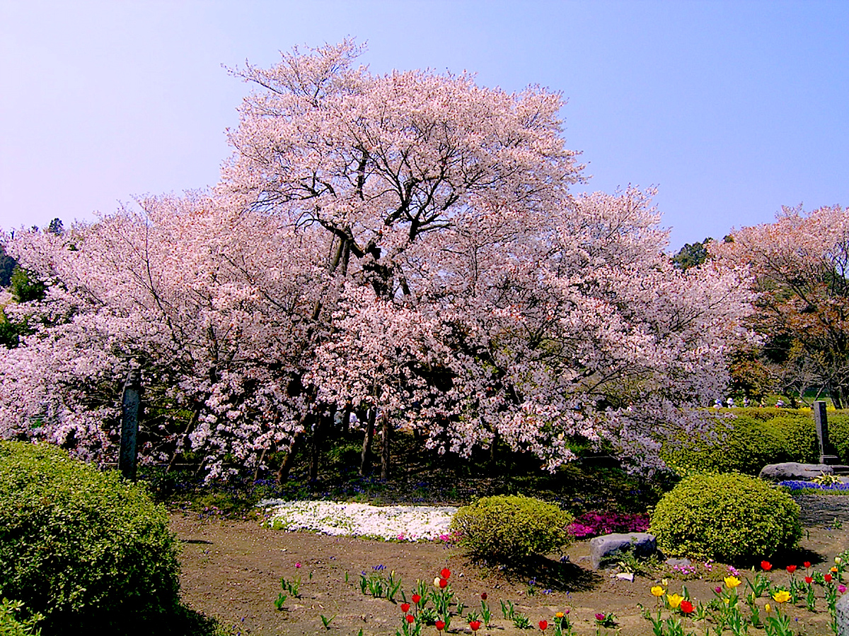 富士宮市狩宿で『狩宿さくらまつり』｜2025 | 静岡・浜松・伊豆情報局