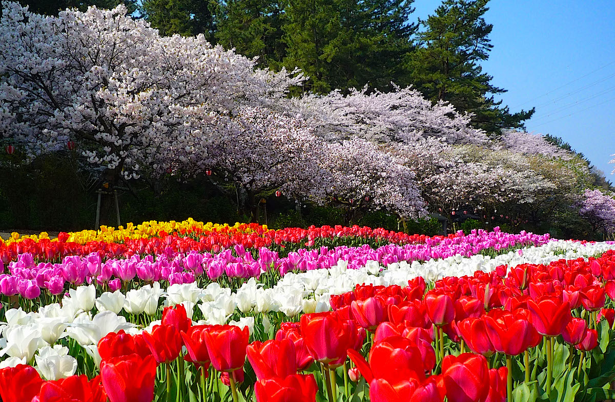 浜名湖花フェスタ2026 | 静岡・浜松・伊豆情報局