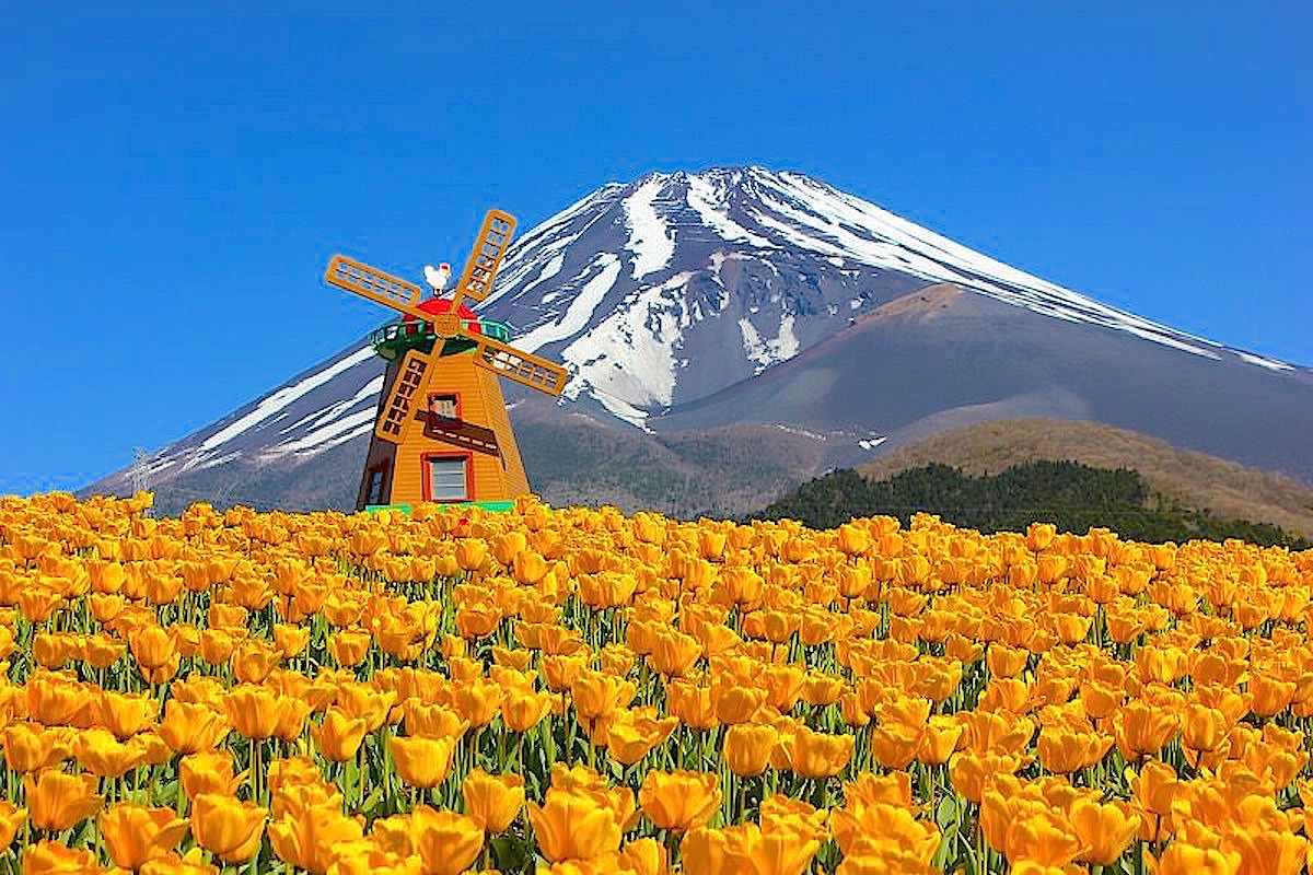 ぐりんぱ『天空のチューリップ祭り』 | 裾野市｜2019 | 静岡・浜松