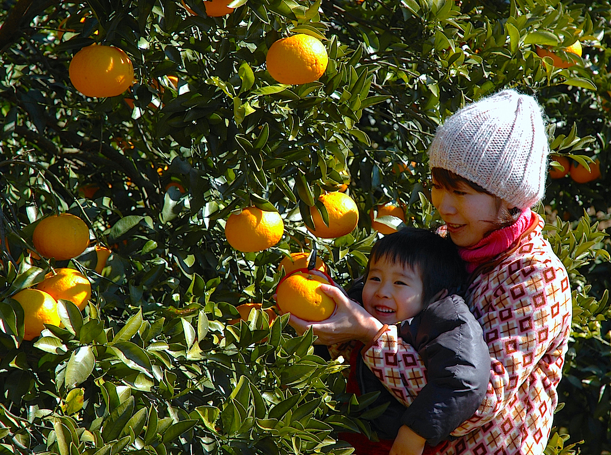 伊東市で『甘夏みかん狩り』 | 静岡・浜松・伊豆情報局