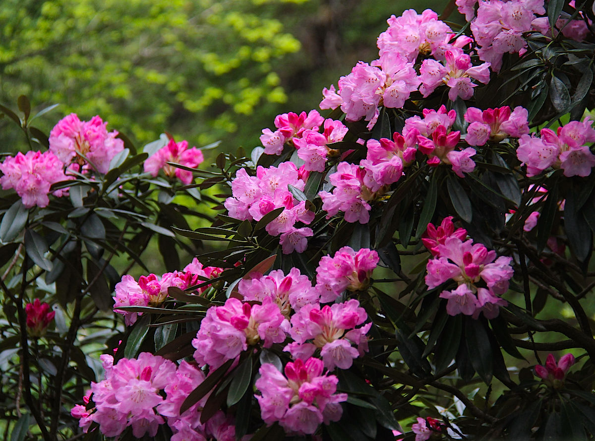 長九郎山 松崎町 でアマギシャクナゲ開花 静岡 浜松 伊豆情報局