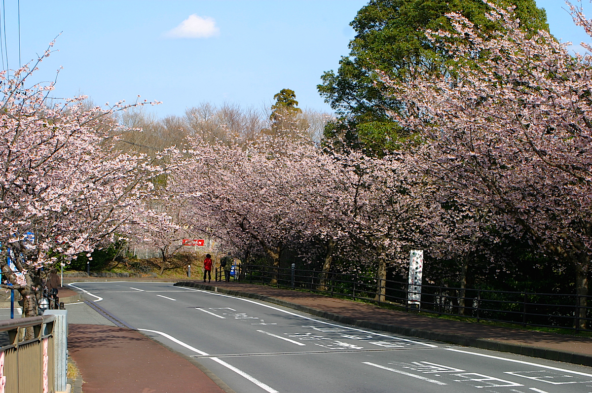 第43回伊豆高原桜まつり おおかん桜 伊東市 静岡 浜松 伊豆情報局