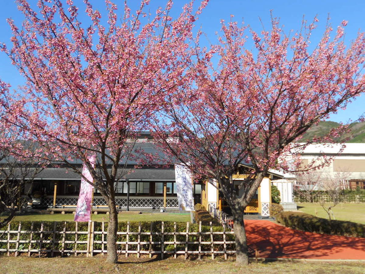 門外不出の土肥桜が開花 静岡 浜松 伊豆情報局