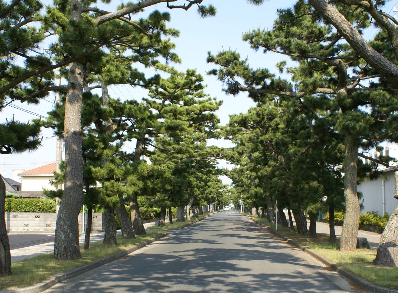 舞阪宿松並木 | 静岡・浜松・伊豆情報局