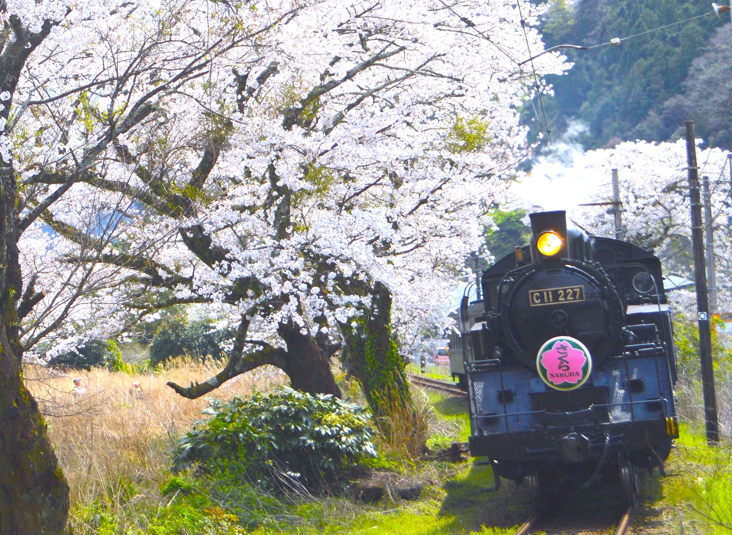 大井川鐵道「SLさくら号」・「ELさくら号」運転｜2025 | 静岡・浜松