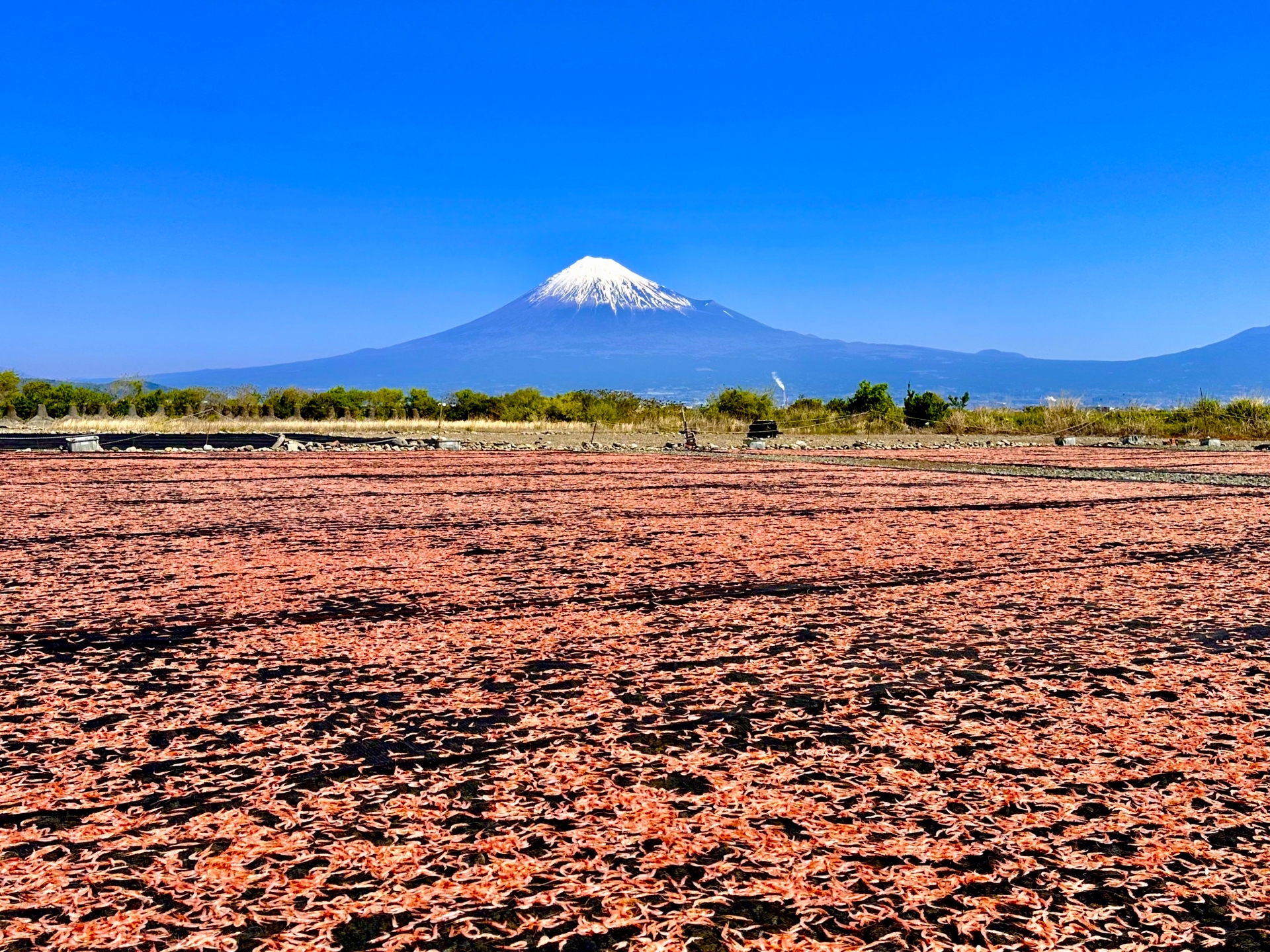 富士山との絶景コラボ！ 桜えびの天日干しが最盛期に | 静岡・浜松