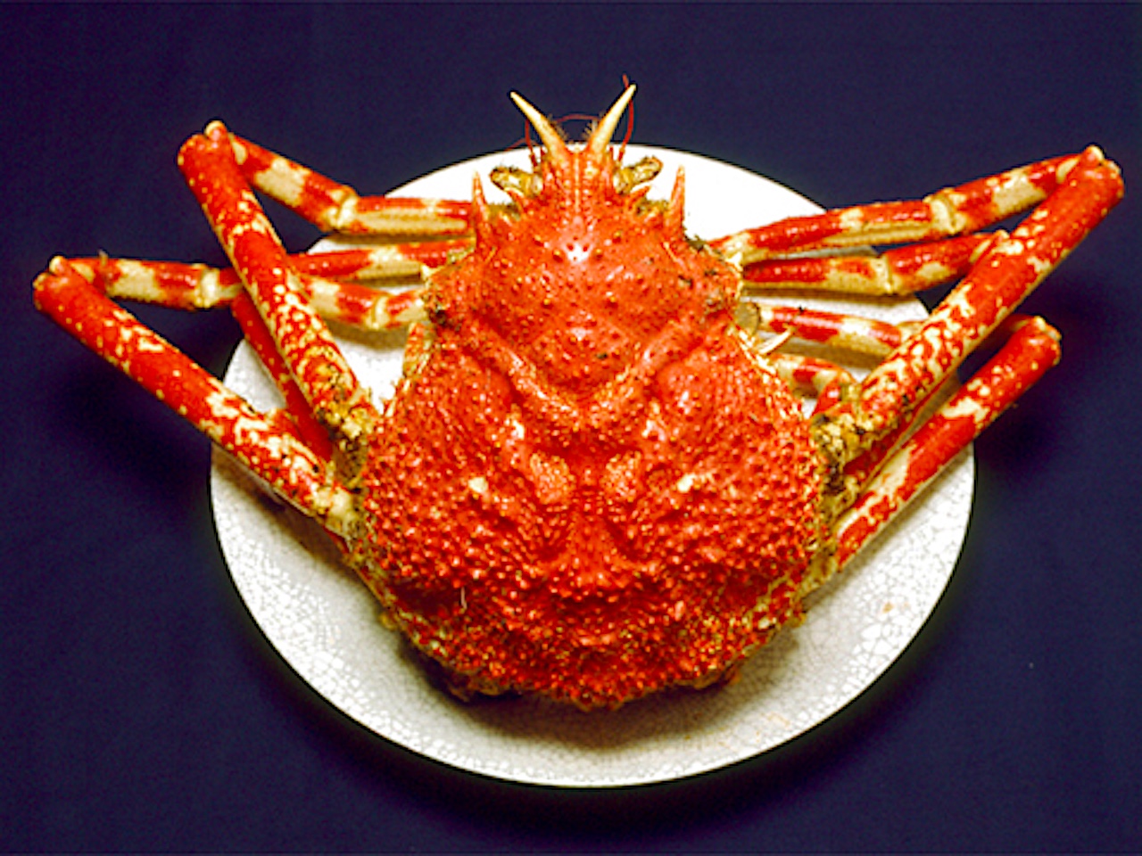 世界最大のカニ・高足ガニを堪能！ の一食堂 | 静岡・浜松・伊豆情報局